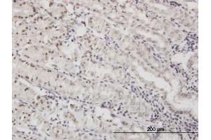 Immunoperoxidase of monoclonal antibody to DLX5 on formalin-fixed paraffin-embedded human stomach. (DLX5 antibody  (AA 1-110))