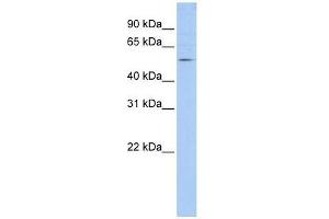 TANK antibody used at 0. (TANK antibody  (N-Term))