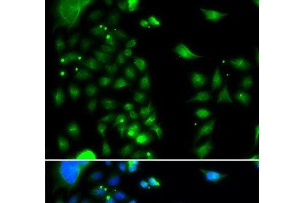 UBE2J2 antibody