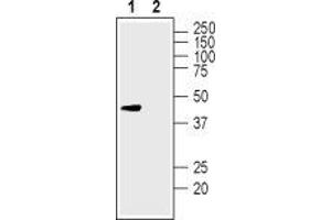 Western blot analysis of human SH-SY5Y neuroblastoma cell lysate: - 1. (KCNK12 antibody  (1st Extracellular Loop))