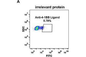 Expi 293 cell line transfected with irrelevant protein  (A) and human 4-1BB Ligand  (B) were surface stained with Rabbit anti-4-1BB Ligand monoclonal antibody 1 μg/mL (clone: DM68) followed by Alexa 488-conjugated anti-rabbit IgG secondary antibody. (Recombinant TNFSF9 antibody  (AA 52-254))