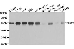 Western blot analysis of extracts of various cell lines, using RBBP7 antibody.
