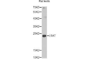 Western blot analysis of extracts of rat testis, using Lrat antibody (ABIN5974000) at 1/1000 dilution. (LRAT antibody)