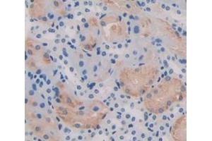 IHC-P analysis of Mouse Tissue, with DAB staining. (Transportin 1 antibody  (AA 597-837))