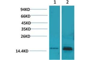 Western Blot (WB) analysis of 1) 293T, 2) Mouse Brain Tissue with S100 Rabbit Polyclonal Antibody diluted at 1:2000. (S100A1 antibody)
