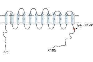anti-Solute Carrier Family 12 (Potassium-Chloride Transporter) Member 2 (SLC12A2) (AA 828-841), (C-Term), (Intracellular) antibody
