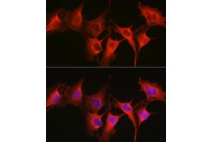 Immunofluorescence analysis of C6 cells using HSP70/HSP Rabbit pAb  at dilution of 1:250 (40x lens). (HSP70 1A antibody  (C-Term))