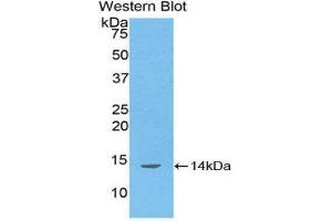 Western Blotting (WB) image for anti-D-Aspartate Oxidase (DDO) (AA 117-199) antibody (ABIN1176733) (DDO antibody  (AA 117-199))