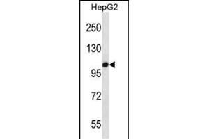 TLR7 Antibody (C-term) (ABIN657635 and ABIN2846631) western blot analysis in HepG2 cell line lysates (35 μg/lane). (TLR7 antibody  (C-Term))