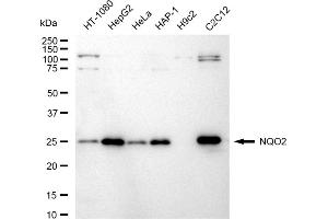 anti-NQO2 (NQO2) antibody
