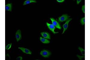 Immunofluorescence staining of A549 cells with ABIN7172853 at 1:100, counter-stained with DAPI.
