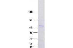Validation with Western Blot (DNAJB11 Protein (Myc-DYKDDDDK Tag))