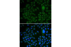 Immunofluorescence (IF) image for anti-Low Density Lipoprotein Receptor-Related Protein 1 (LRP1) (AA 20-270) antibody (ABIN6218530)