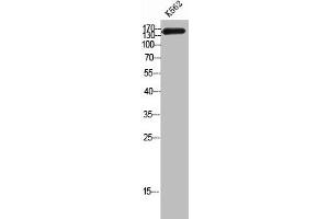 Western Blot analysis of K562 cells using CAF-1 p150 Polyclonal Antibody (CHAF1A antibody  (Internal Region))