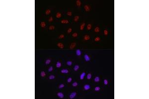 Immunofluorescence (IF) image for anti-DEAD (Asp-Glu-Ala-Asp) Box Polypeptide 39A (DDX39) (AA 178-427) antibody (ABIN6139489)