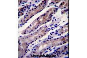 HS Antibody (C-term) (ABIN1944844 and ABIN2839489) immunohistochemistry analysis in formalin fixed and paraffin embedded human stomach tissue followed by peroxidase conjugation of the secondary antibody and DAB staining. (Hsc70 antibody  (C-Term))