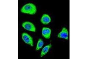 Confocal immunofluorescent analysis of PCDHGA8 Antibody (C-term) Cat. (PCDHGA8 antibody  (C-Term))