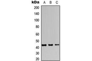 Western blot analysis of JUNB expression in MCF7 (A), Raw264. (JunB antibody  (C-Term))