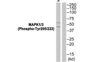 Western blot analysis of extracts from JK cells using MAPK1/3 (Phospho-Tyr205/222) Antibody. (ERK1 antibody  (pTyr205, pTyr222))
