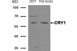 Western blot analysis of extracts from 293T cells and Rat testis tissue using CRY1 Antibody. (CRY1 antibody)