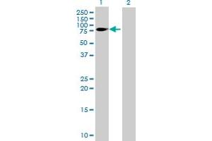 Western Blot analysis of FMN1 expression in transfected 293T cell line by FMN1 MaxPab polyclonal antibody. (FMN1 antibody  (AA 1-503))