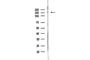 anti-Multiple EGF-Like-Domains 6 (MEGF6) (N-Term) antibody