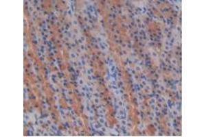 IHC-P analysis of Rat Stomach Tissue, with DAB staining. (EGF antibody  (AA 974-1026))