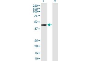 Western Blot analysis of LRRC2 expression in transfected 293T cell line by LRRC2 MaxPab polyclonal antibody. (LRRC2 antibody  (AA 1-371))