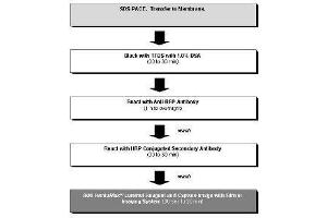 Western Blotting (WB) image for RFP Western Blot Kit: for RFP Chemiluminescent Western Blotting (ABIN2669872)