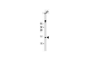 Anti-MLM Antibody (C-term) at 1:1000 dilution + Hela whole cell lysate Lysates/proteins at 20 μg per lane. (Cutaneous Malignant Melanoma/dysplastic Nevus antibody  (C-Term))