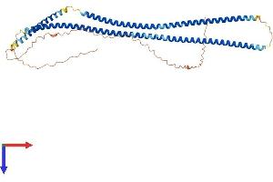 Keratin 37 (KRT37) (AA 1-449) protein (His tag)