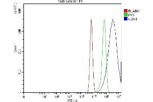 Flow Cytometry analysis of U87 cells using anti-CBR1 antibody (ABIN7600015). (CBR1 antibody  (AA 14-262))