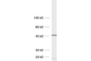 dilution: 1 : 1000, sample: rat brain homogenate (Homer 1b/c (AA 152-354) antibody)