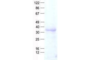 Validation with Western Blot (TOMM40L Protein (His tag))