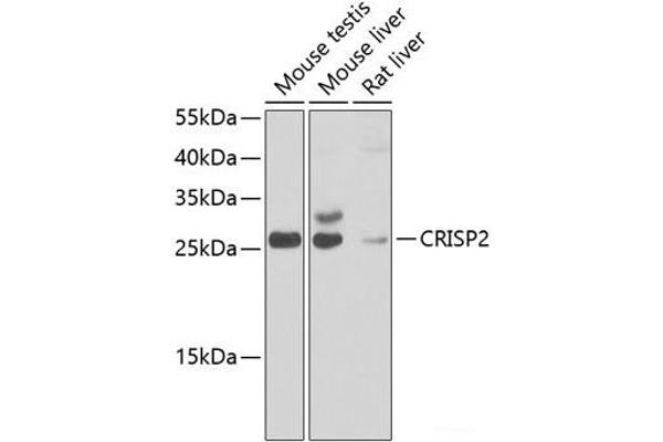 CRISP2 antibody