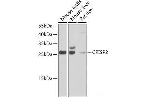 Western blot analysis of extracts of various cell lines using CRISP2 Polyclonal Antibody at dilution of 1:1000. (CRISP2 antibody)