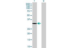 Western Blot analysis of NECAP2 expression in transfected 293T cell line by NECAP2 MaxPab polyclonal antibody. (NECAP2 antibody  (AA 1-263))