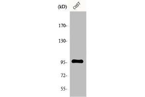 Western Blot analysis of COS7 cells using FASTKD1 Polyclonal Antibody (FASTKD1 antibody  (Internal Region))