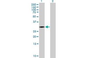 Western Blot analysis of SCML1 expression in transfected 293T cell line by SCML1 MaxPab polyclonal antibody. (SCML1 antibody  (AA 1-208))