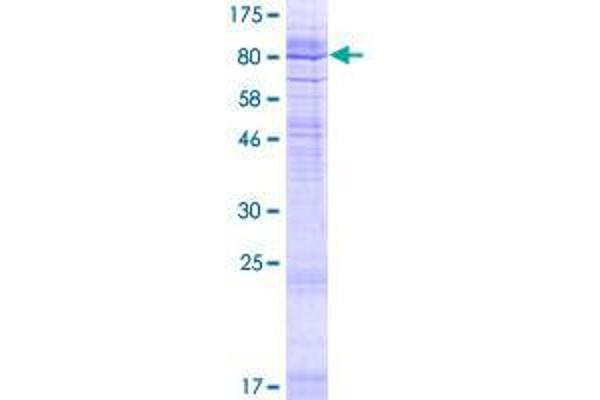GDPD5 Protein (AA 1-605) (GST tag)