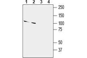Western blot analysis of mouse (lanes 1 and 3) and rat (lanes 2 and 4) brain lysates: - 1,2. (SLITRK2 antibody  (Extracellular, N-Term))