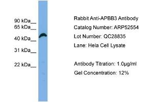 WB Suggested Anti-APBB3  Antibody Titration: 0. (APBB3 antibody  (N-Term))