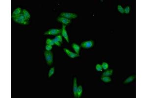 Immunofluorescent analysis of HepG2 cells using ABIN7145416 at dilution of 1:100 and Alexa Fluor 488-congugated AffiniPure Goat Anti-Rabbit IgG(H+L) (APOH antibody  (AA 119-345))