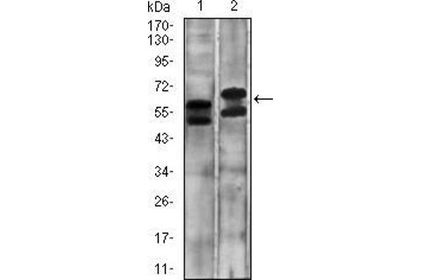 CA9 antibody  (AA 37-186)