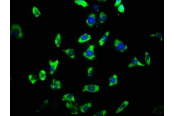 ARHGAP32 antibody  (AA 130-205)