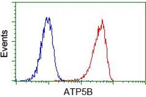 Image no. 8 for anti-ATP Synthase, H+ Transporting, Mitochondrial F1 Complex, beta Polypeptide (ATP5B) antibody (ABIN1496766) (ATP5B antibody)
