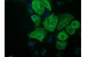 Anti-RASSF1 mouse monoclonal antibody (ABIN2454271) immunofluorescent staining of COS7 cells transiently transfected by pCMV6-ENTRY RASSF1 (RC213525). (RASSF1 antibody)