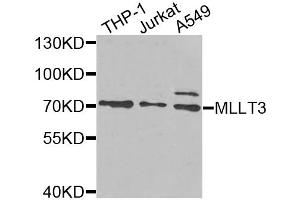Western blot analysis of extracts of various cell lines, using MLLT3 antibody (ABIN5975267) at 1/1000 dilution. (AF9 antibody)
