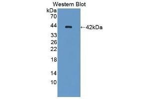 Western Blotting (WB) image for anti-Osteocalcin (BGLAP) antibody (ABIN1869594) (Osteocalcin antibody)