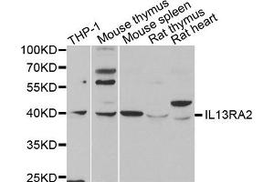 Western Blotting (WB) image for anti-Interleukin 13 Receptor, alpha 2 (IL13RA2) antibody (ABIN1980235) (IL13RA2 antibody)